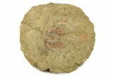 Selenopeltis Trilobite With Red Spines - Fezouata Formation #270550-1